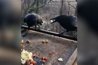 Během pandemie se začala starat o vrány, ty se jí za to štědře odměnily - Novinky